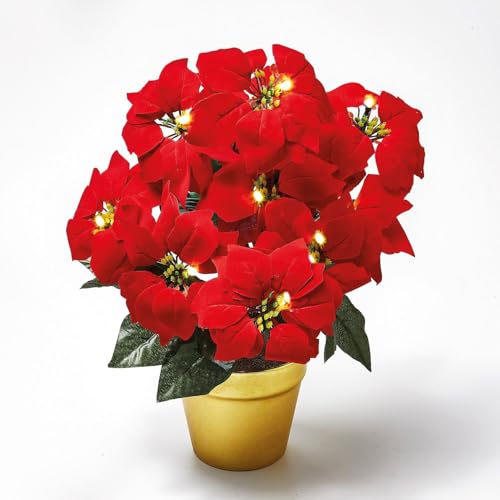 Coopers of Stortford - Light Up Artificial Poinsettia Arrangement - Battery Operated Christmas Decoration with LEDs and Timer in Gold Pot