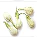 50g Té de flores Jazmín principios de primavera Té de hierbas orgánico natural en flor Imagen de 50g Té de flores Jazmín principios de primavera Té de hierbas orgánico natural en flor