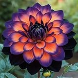 Rizoma de Dalia perenne: adecuado para plantación al aire libre- diseño de paisaje y siembra en primavera y otoño-2 Rizomas-a
