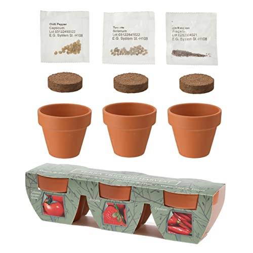 Mini vaso di terracotta trio con semi di verdure, pomodoro, fragola, peperoncino e cocco, regalo perfetto per amici e parenti