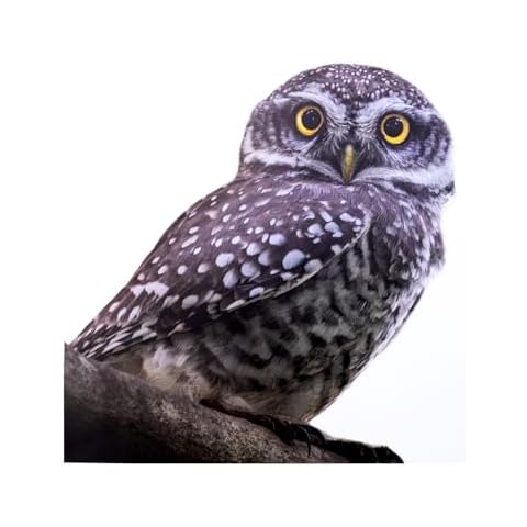 ROLY BEE Owl Vinyl Sticker Cover