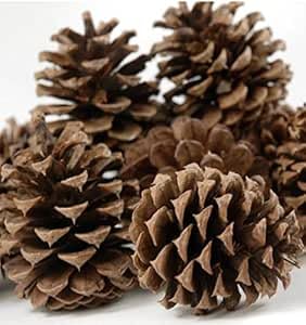 Direct Florist Supplies - Natural Fir Pine Austriaca Cones Florist Xmas Wreaths Garlands Wedding Christmas (One Size, 100, Grams)