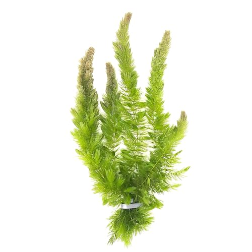 Canton Aquatics Hornwort 10-Pack Live Aquarium Plants Bundle - Ceratophyllum Demersum for Freshwater Fish Tank and Ponds Natural Oxygenator Floating or Planted Beginner Friendly