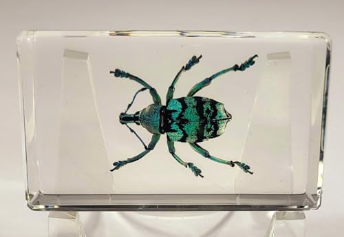 Image of 2.3 inch Real Eupholus Chevrolati Teal Weevil Beetle in Crystal Clear Lucite Resin Specimen Preserved Insect Bugs Taxidermy Collection for Biology Science Education & Desk Ornament Display Supplies