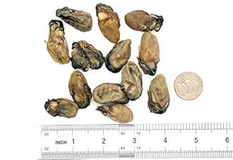 Dried Oysters 100% Natural Dried Seafood Hao Shi Hai Li 蠔豉 蚝豉 生蚝 (S 2lbs)