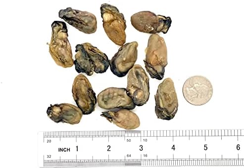 Dried Oysters 100% Natural Dried Seafood Hao Shi Hai Li 蠔豉 蚝豉 生蚝 (S 4 oz)