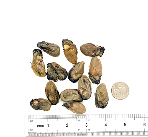 Dried Oysters 100% Natural Dried Seafood Hao Shi Hai Li 蠔豉 蚝豉 生蚝 (S 2lbs)