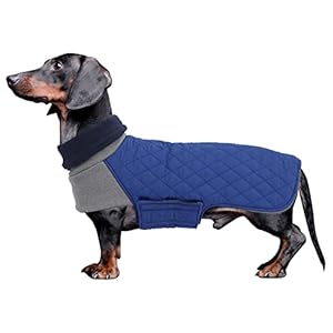 Geyecete Dachshund Coat,Dachshund Winter Coat,Warm Dachshund Coat Waterproof Windproof, High Neckine String Holes Miniature Dachshund Jacket for Small Dog-Blue-M Geyecete Dachshund CoatDachshund Winter CoatWarm Dachshund Coat Waterproof Windproof High Neckine String Holes Miniature Dachshund Jacket for Small Dog Blue M
