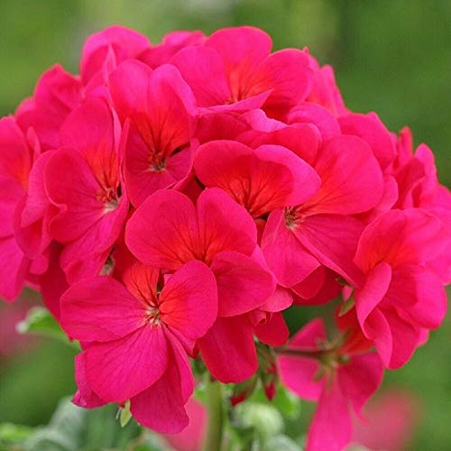 Semi Freschi - Geranio - Horizon Violet - 10 Semi