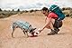 RUFFWEAR Camp Flyer Hundespielzeug, 2-in-1, flexibel und pannensicher, Wurfscheibe und Napf für Haustiere, Outdoor-Spiel, speziell für Hunde entwickelt, wasserdicht und sicher, Red Sumac