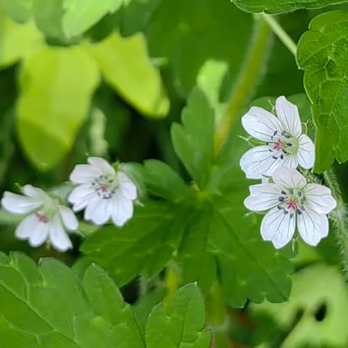Semillas de geranio, semillas de silvestres Geranio wilfordii, de exterior de jardín de rocas resistentes resistentes 180pcs
