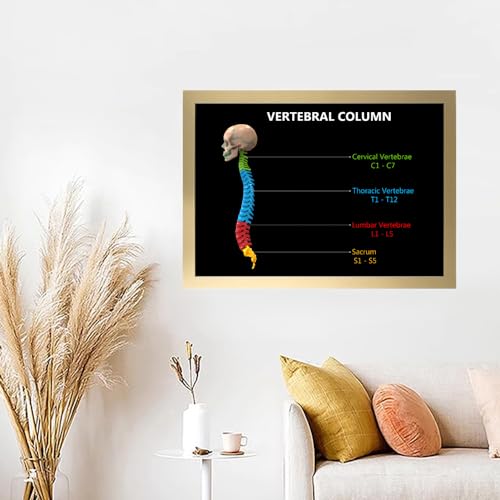 Image of Taanfu Body Educational Learning Anatomy Posters ，Vertebrae Column Art Vertebrae Column Villi Anatomy Art Poster Digestive System Organs Illustration Small Intestine Physiology Anatomy Wall Art Villi