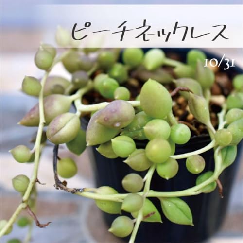 A s[`lbNX Z_ |bg or c 6p|bg