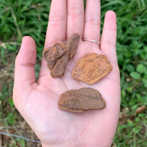 Casca De Pinus Polida P/ Decoração De Vasos De Planta 1,5kg