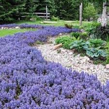 Miniatura 1 de Nuevas semillas frescas de flores de Ajuga 80pcs Generic