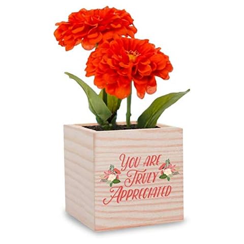 Cheersville! Plant Cube Appreciation Gift - Includes Zinnia Seed Packet, Peat Pellet, and 3-Inch Wooden Planter - Employee Teacher Nurse Thank You Gift by Cover