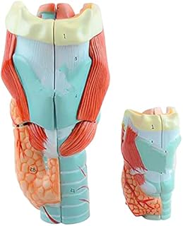 Professional Magnified Human Larynx Joint Simulation Model Medical Anatomy Type:YR-H-XC-301