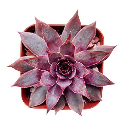 Sempervivum Red Lion 2 Inch - Healthy Succulent Sempervivum Live Easy Care Indoor House Plant, Fully Rooted In 2/4/6 Inch Sizes #TOP1