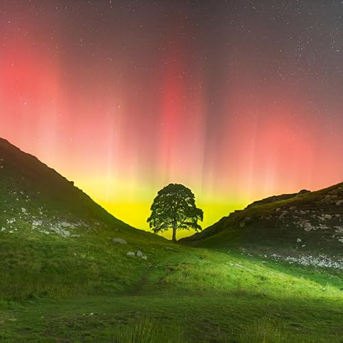 Abacus Cards Birthday/Blank Greeting Card - BBC Countryfile Blank Card for Men/Women with Sycamore Gap, Northumberland National Park Design - General Card Suitable for Any Occasion