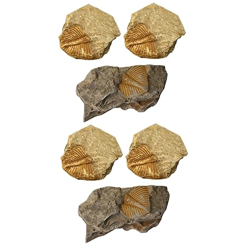 PartyKindom 2 Juegos Fósil De Trilobites Accesorios Para Reptiles Especímenes Juguetes De Tronco De Corcho Accesorios Para Acuarios Gecko Leopardo Crestado Equipo Real 3 Piezas * 2
