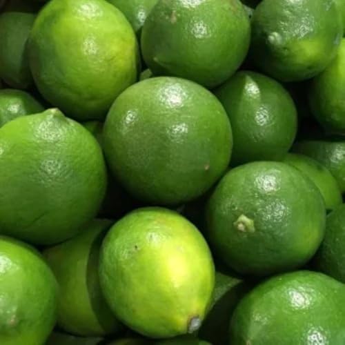 [先行予約]和歌山産グリーンレモン約3kg(サイズ混合)[有田川町産][TM7w]