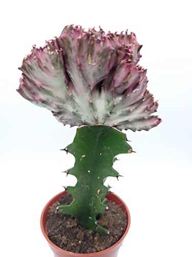 Euphorbia Lactea Cristata Variegata - Live House Plant In 4'' Pot (Ships From Malibu Tropical Nursery In California), Pink-Green #TOP5