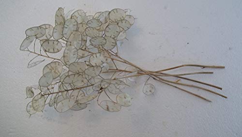 Five Dried Lunaria Stems, 10"-14" Length, with disc-Shaped silicles, for