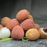 semi di litchi - litchi - balcone colonnari da resistenti di litchi rare decorazione fresca, resistenti per balcone 15pcs