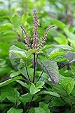 Holy Basil Seeds 3500+ Seeds| Tulsi Holy Basil Seeds for Planting Outdoor, Sacred Basil, Heirloom...