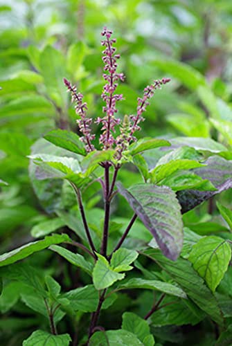 Holy Basil Seeds 3500+ Seeds| Tulsi Holy Basil Seeds for Planting Outdoor, Sacred Basil, Heirloom Non GMO