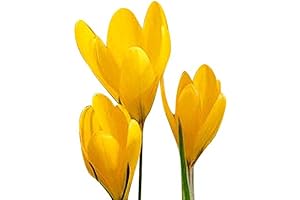 10 Yellow Crocus Corms - Brilliant Spring Blooms