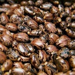 BlackEye Loose Packed Castor Seeds -5 Kgs, All Life Stages (B07WNGTQTW) Amazon Price History, Amazon Price Tracker