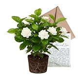 Grand Duke Jasmine Plant | Tuscany Jasmine Plant | Size 4 to 5 Inch Tall | Gift Story Card Housewarming Friendship Gifts for Women Best Friend Gift for New Home