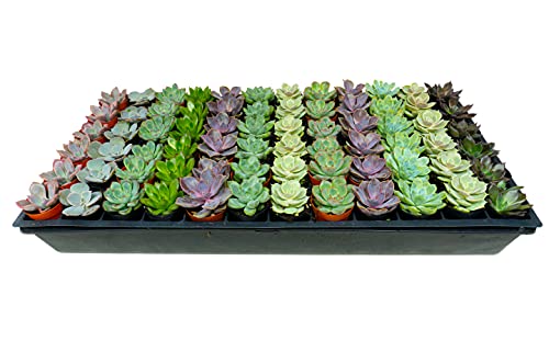 1.75 Inch Mini-Echeveria Assortment | Beautiful Rosette Assortment | Colorful,