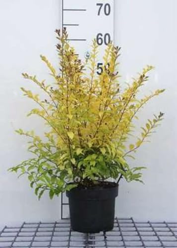 Ligustrum oval. 'Lemon And Lime' - Troène Doré 'Lemon And Lime' 25-30 cm en pot
