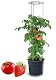 Tomatentopf Tymar mit Rankhilfe und Wasserspeicher für den Balkon