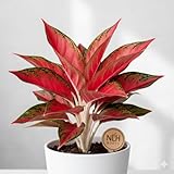 Vibrant Red Aglaonema Lipstick Plant - Low Light Houseplant for Home & Office (White Pot Included).