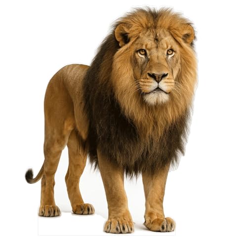 Lion Cutout – Life-Size Realistic Big Cat Standee for