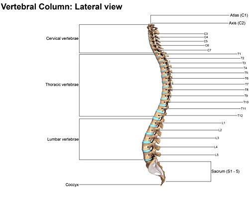 Image of SAMSONITE SA5244 Ergonomic Lumbar Support Pillow Helps Relieve Lower Back Pain 100% Pure Memory Foam Improves Posture Fits Most Seats Breathable Mesh Washable Cover Adjustable Strap
