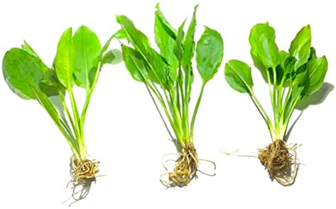 Marcus Fish Tanks - 3X Amazon Sword Echinodorus Bleheri Easy Live Aquarium Plants for Aquatic Freshwater Fish Tank