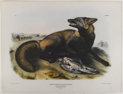 Lienzo de pintura mural de 60x90cm con reproducción de arte de animales de John Audubon