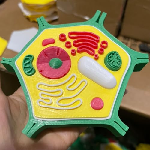 Modèle de cellule végétale imprimé en 3D, Animal cells – vue 8