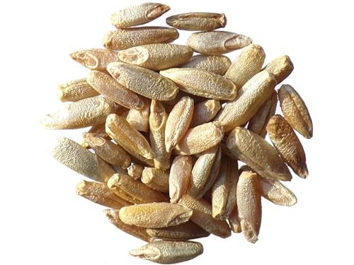 Secale Montanum (Seigle de Montagne) - 40 grammes - Secale Strictum (Engrais Vert) SEM05