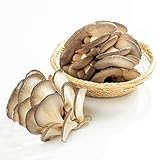 500 piezas Semillas de hongos ostra, semillas de hortalizas de invierno, semillas de plantas de interior, setas de cultivo de setas, semillas de hortalizas de invierno, semillas de plantas de reg