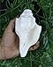 ASHIRWAD Genuine Blowing Shankh Vamavarti Dattatreya - Conch Shell - Puja Ritual - Shankhnaad (7.5 inches)