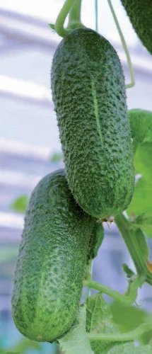 JustSeed - Vegetable - Gherkin - Adam F1-40 Seeds - Large Packet