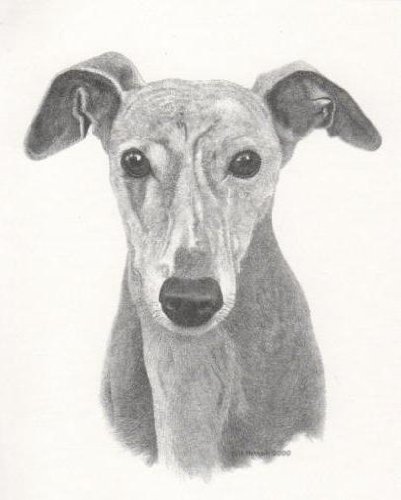 Greyhound Dog Bill Harrah Portrait Matted Art Card - 5 in x 7 in Design - 8 in x 10 in Matted