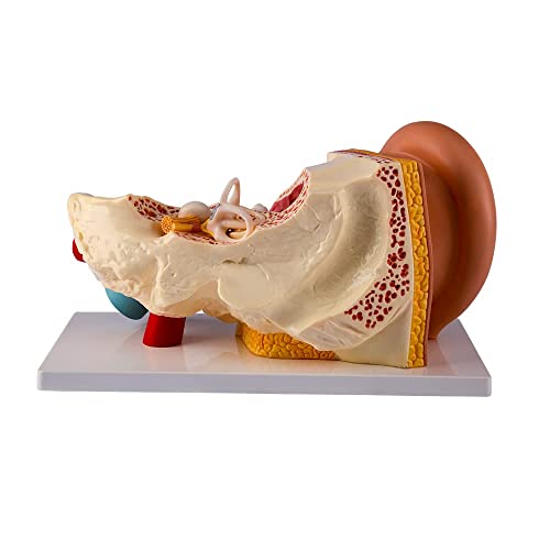 Image of Enlarged Human Ear Model Anatomy 3X Magnification 4 Part Ear Anatomical Model Outer Middle Inner Ear Model for Medical Anatomy and Physiology Study Research Teaching Display with Base