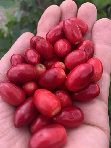 Miracle Berries by Snozzberry Farm | 88 berry halves | Freeze-dried, Grown in the USA | Turn Sour Sweet | Best Value In The Marketplace