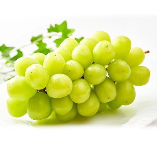 [2ヶ月定期便]先行予約 シャインマスカット 優品 約500-600g (1-2房) 熊本県荒尾市産[8月下旬-9月下旬頃出荷]熊本県 荒尾市 フルーツ 果物 葡萄 ぶどう マスカット 鶴田農園